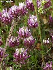 Trifolium prophetarum