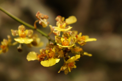 Trichocentrum ascendens