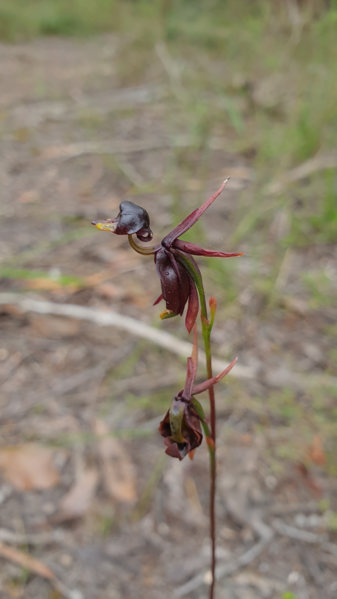 Imagem de Orquídea-pato