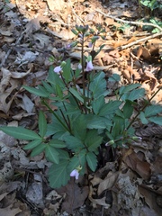 Cardamine angustata