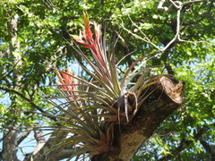 Tillandsia fasciculata image