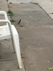 Passer domesticus