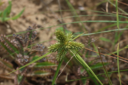 Image of Cyperus aggregatus by (c) Greg Tasney, some rights reserved (CC BY-SA)