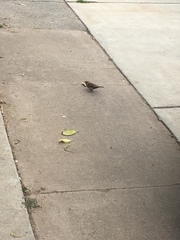Passer domesticus