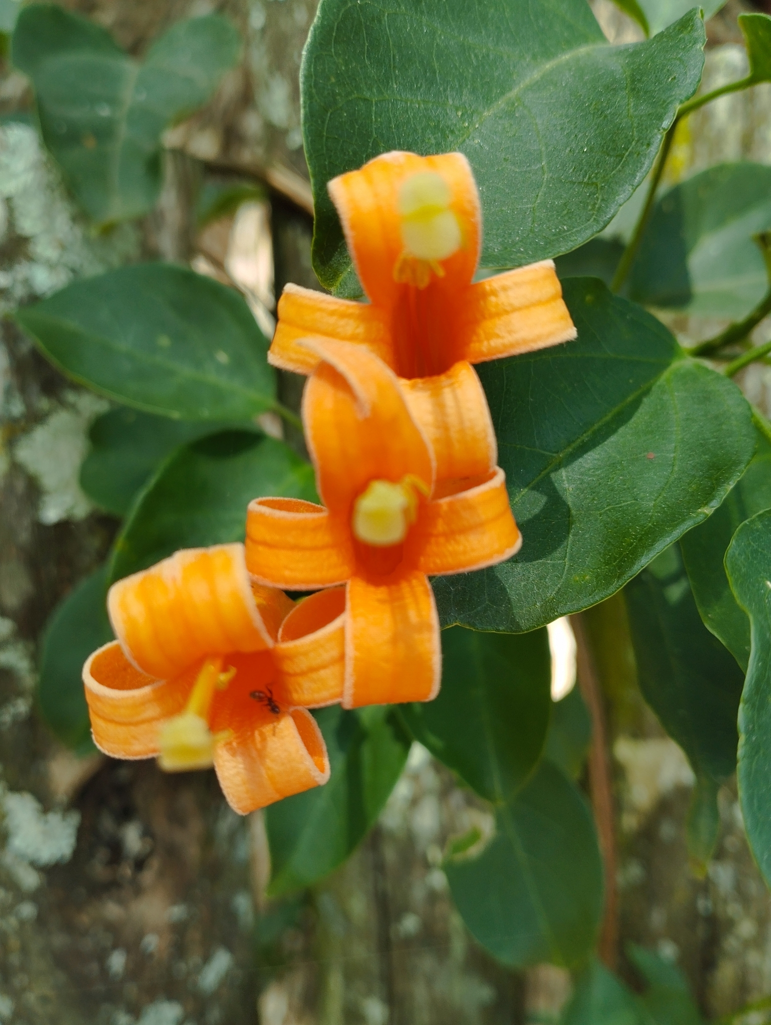 Imagem de Flor-de-são-joão