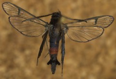 Synanthedon rubrofascia