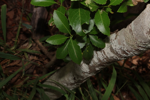 Image of Denhamia bilocularis by (c) Greg Tasney, some rights reserved (CC BY-SA)