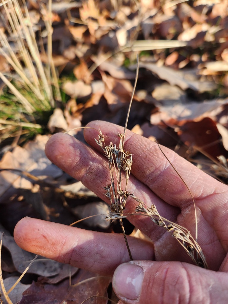 Slender Path Rush from East Lyme, CT, USA on November 23, 2023 at 01:53 ...