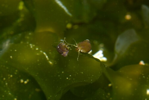 Tricolia affinis affinis observed 2024-01-12