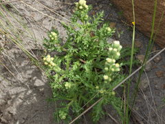 Laennecia artemisiifolia