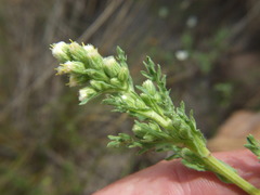 Laennecia artemisiifolia