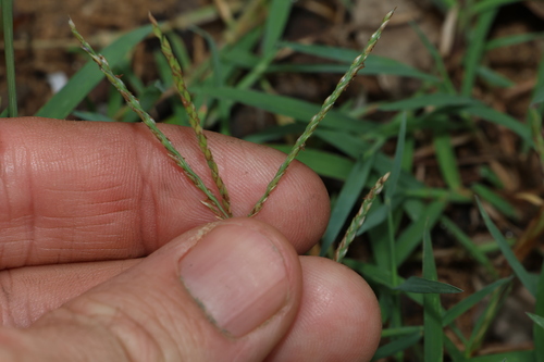 Image of Digitaria didactyla by (c) Greg Tasney, some rights reserved (CC BY-SA)