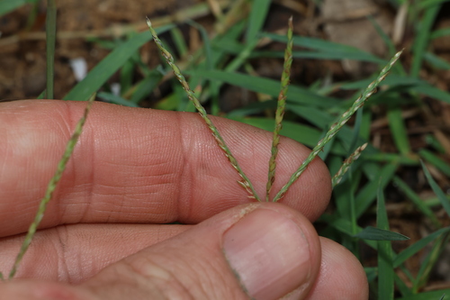 Image of Digitaria didactyla by (c) Greg Tasney, some rights reserved (CC BY-SA)