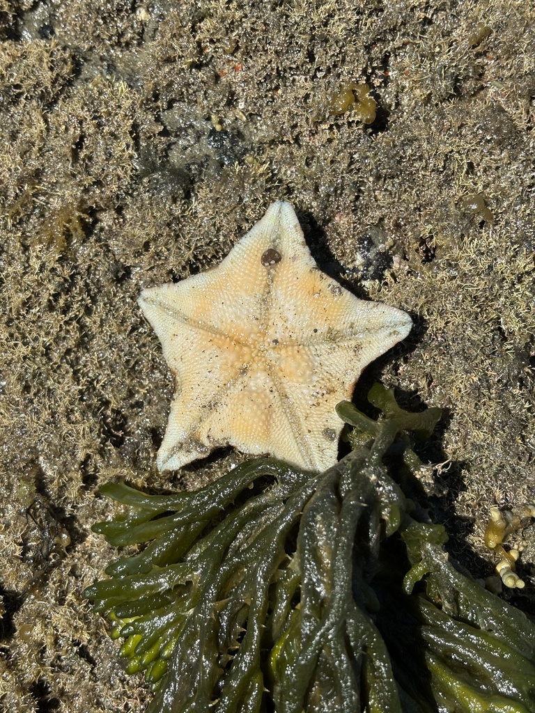 New Zealand Common Cushion Star From Hauraki Gulf T kapa Moana Albany new-zealand-common-cushion-star-from-hauraki-gulf-t-kapa-moana-albany
