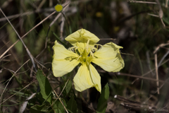 Oenothera triloba