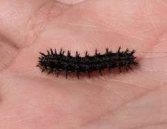 Euphydryas editha bayensis