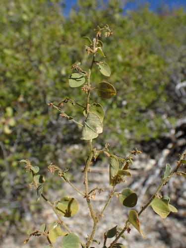 Andrachne microphylla (Andrachne microphylla)