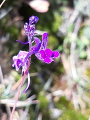 Linaria elegans