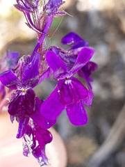 Linaria elegans