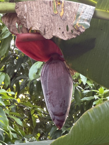 Foto de Bananeira
