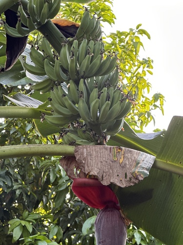 Foto de Bananeira