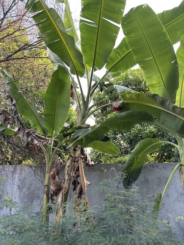 Foto de Bananeira