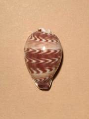 Palmadusta diluculum