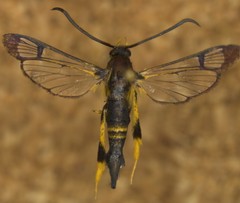 Synanthedon kathyae