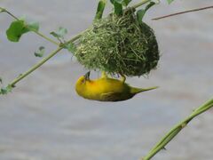 Holub's Golden Weaver photo 2