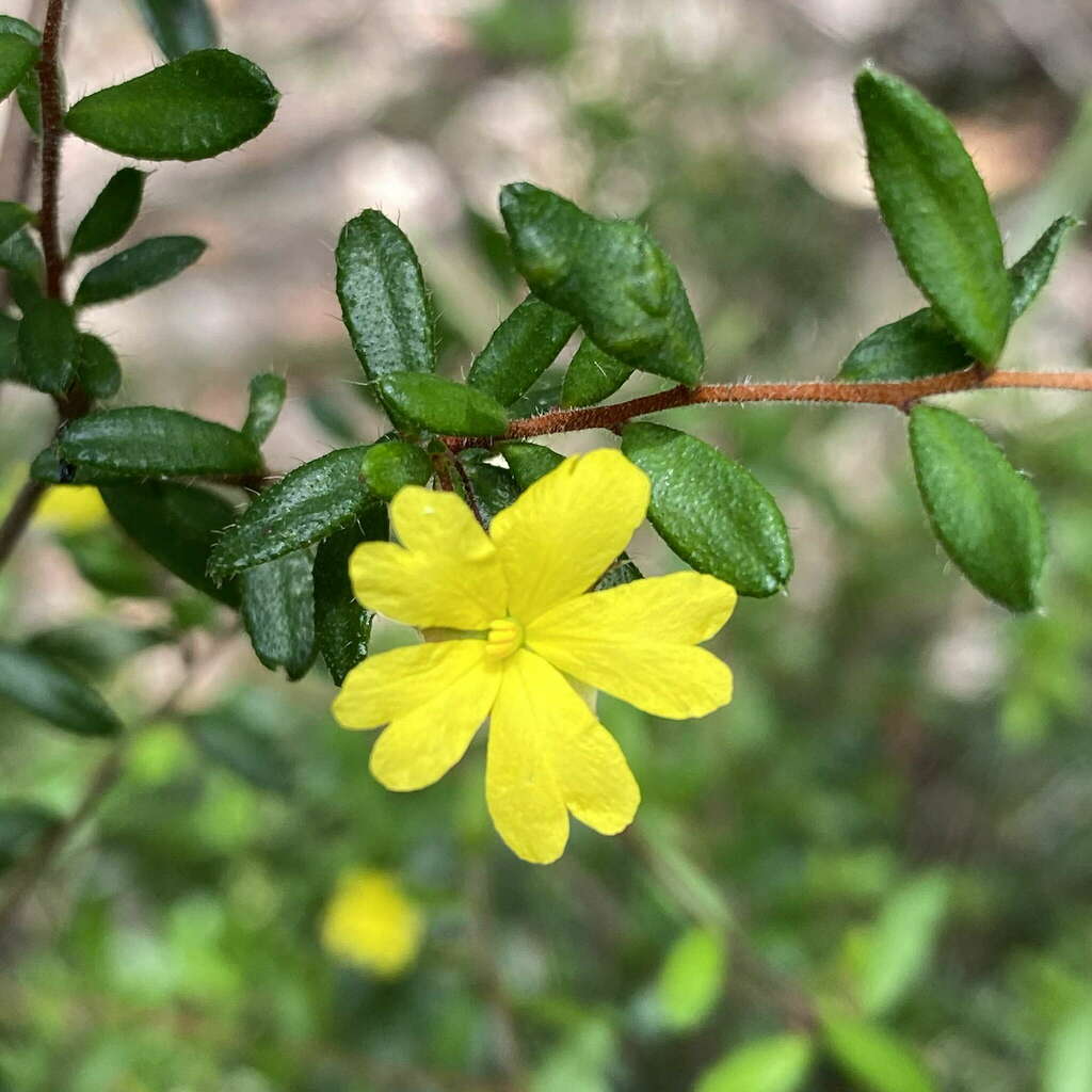 trailing guinea flower