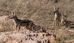 Lupulella mesomelas schmidti