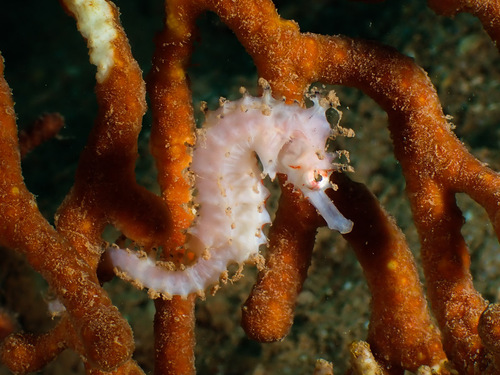 Manyspine seahorse (Hippocampus multispinus) — Syngnathidae — 3