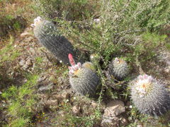 Oreocereus hempelianus