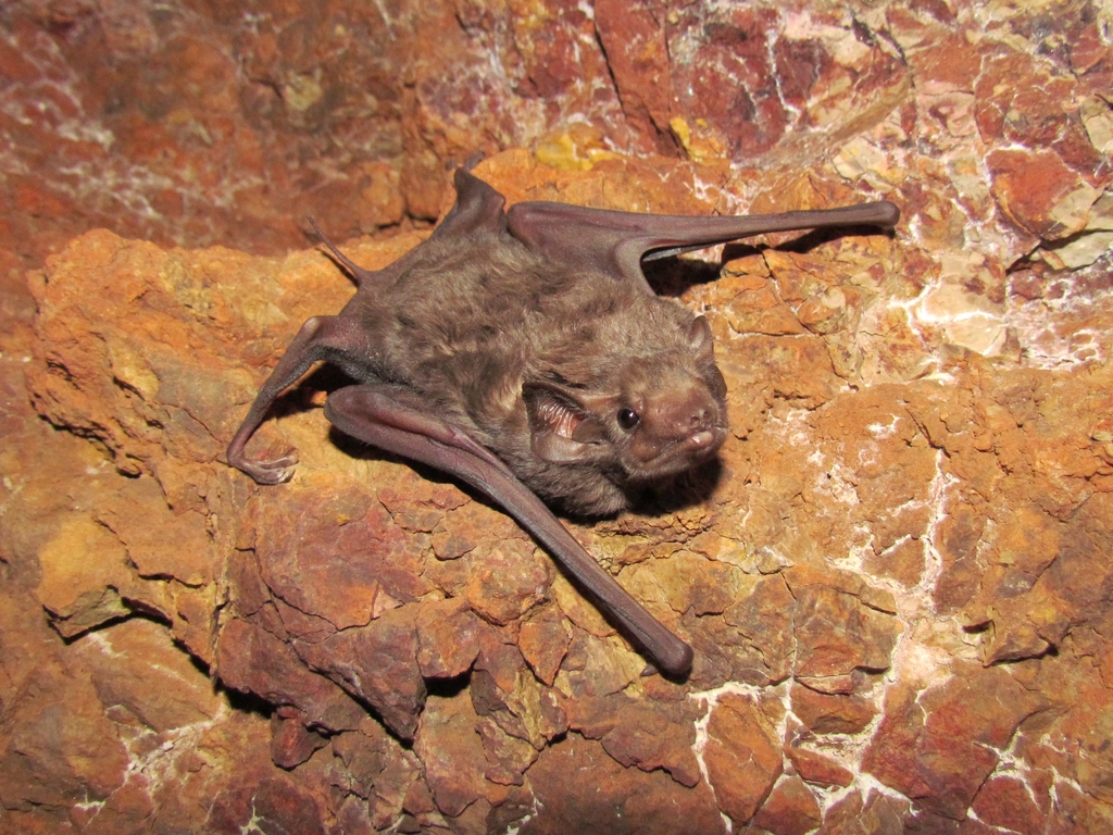 Hill's Tomb Bat