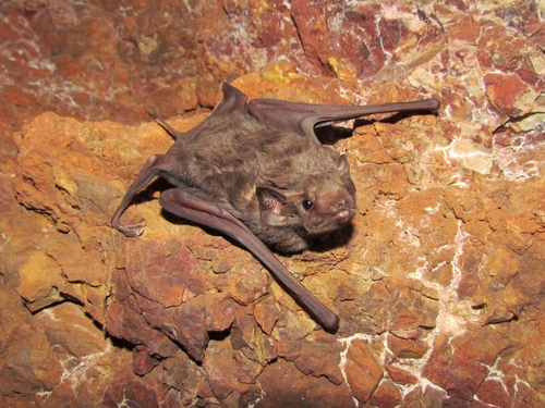 Hill's Tomb Bat (Taphozous hilli) — Least Concern Mammalia