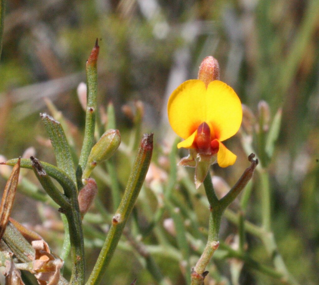 Jacksonia spinosa from Cheynes WA 6328, Australia on March 27, 2006 by ...