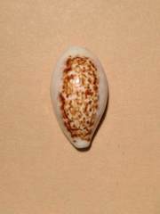 Eclogavena coxeni