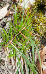 Carex communis