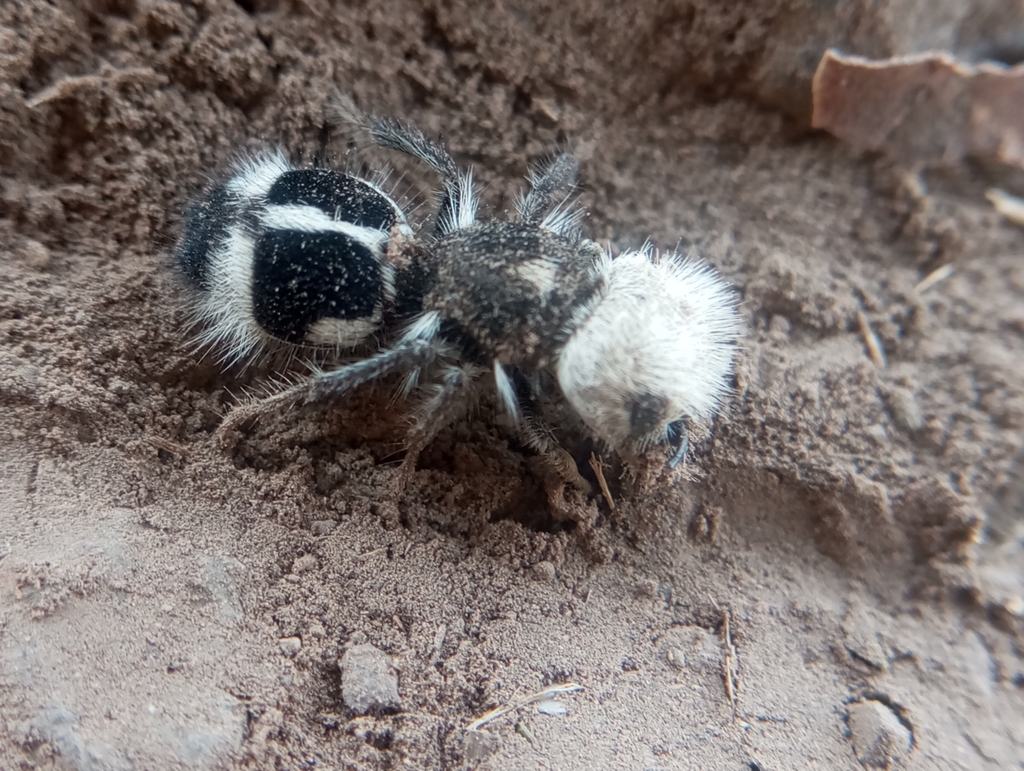 Panda Ant from Peñalolén, Región Metropolitana, Chile on January 12 ...