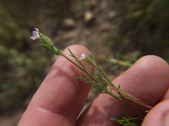 Gilia laciniata