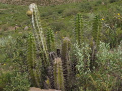 Corryocactus brevistylus