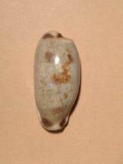Erronea cylindrica