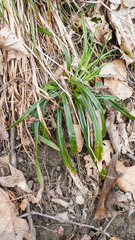 Carex laxiflora