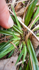 Carex laxiflora