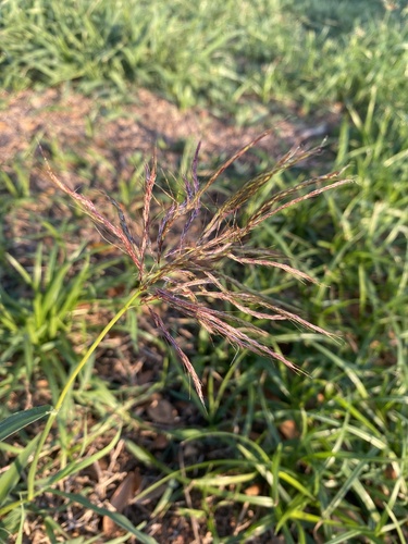 Bothriochloa bladhii observed 2024-01-12