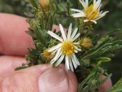 Diplostephium meyenii