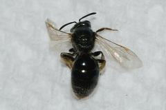 Lasioglossum lineatulum