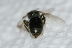 Lasioglossum lineatulum
