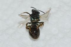 Lasioglossum lineatulum