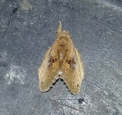 Labedera fuscicaudata